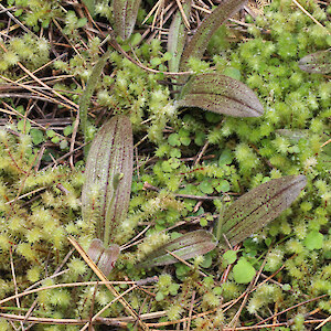 Distinctive leaves, Iwitahi 6 December 2015. Photo: Bill Campbell