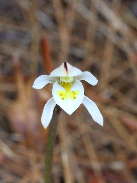 Aporostylis bifolia