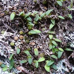 Otangaroa State Forest 27 October 2007. Photo: Bill Campbell