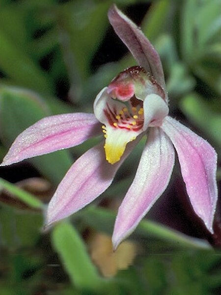 Caladenia bartlettii