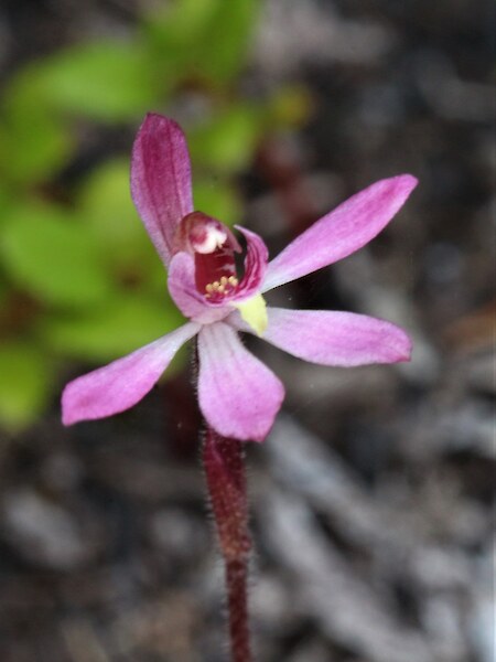 Caladenia minor