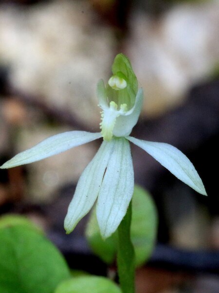 Caladenia nothofageti