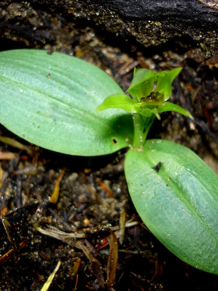 Chiloglottis cornuta