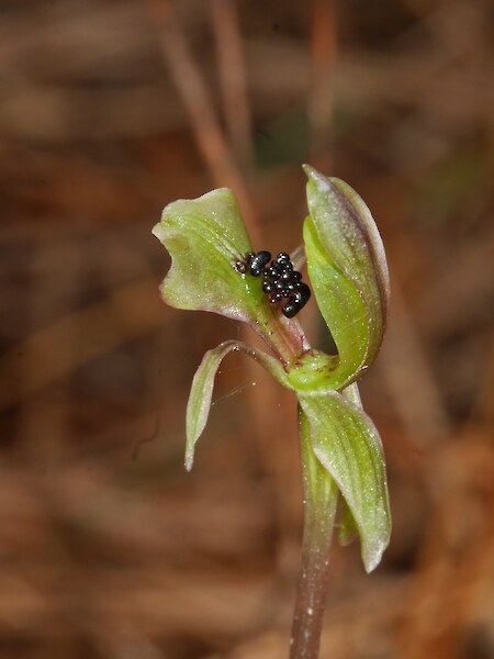 Chiloglottis trapeziformis