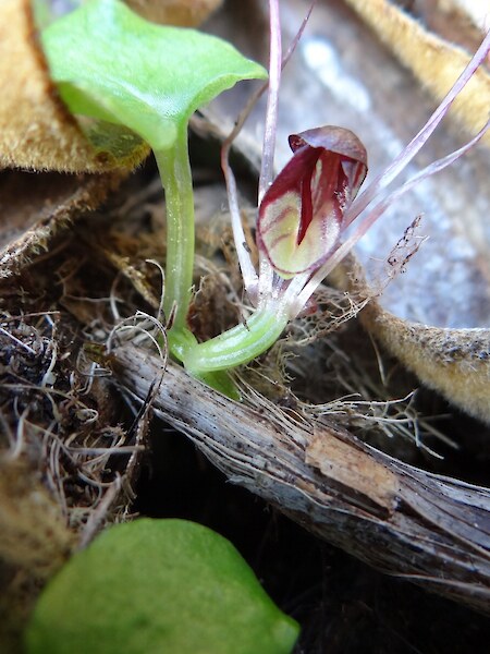 Corybas “Hump”