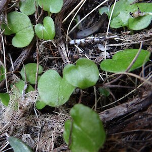 Leaves, Hump Ridge Track, Fiordland. Photo: Gael Donaghy