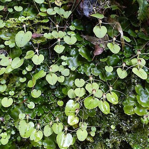 Maunganuku Stream, Opotiki. Photo: Gael Donaghy