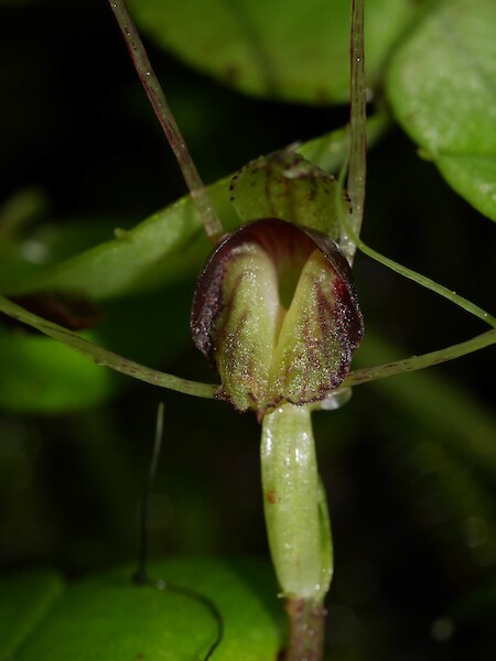 Corybas “Kaimai”