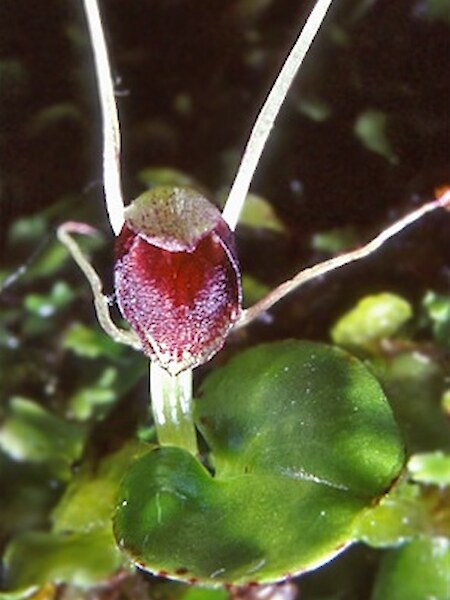 Corybas “Kaitarakihi”