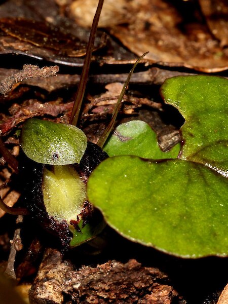 Corybas “Remutaka”