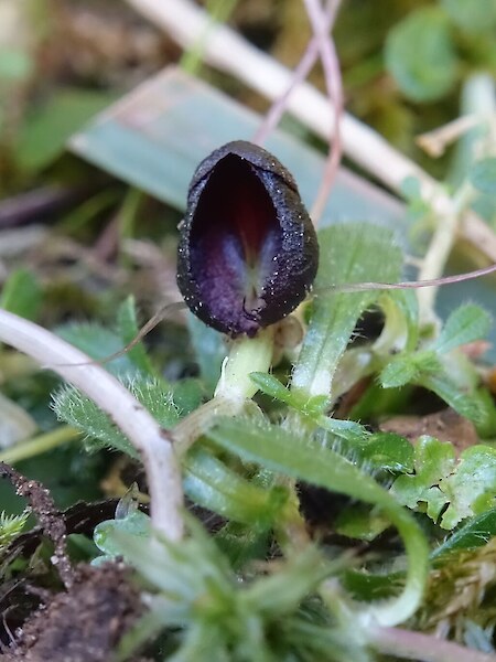 Corybas “Trotters”