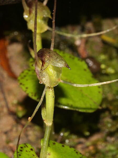 Corybas “whiskers”