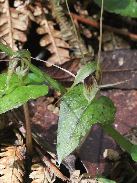 Corybas acuminatus