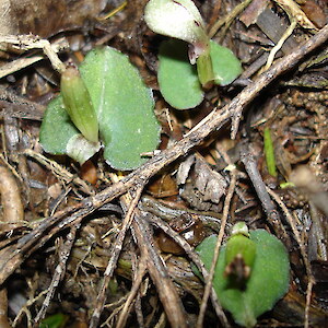 Garton’s Bush, Coopers Beach 5 August 2008. Photo: Bill Campbell