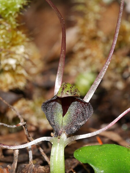 Corybas confusus