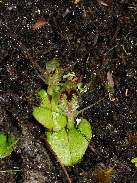 Corybas dienemus