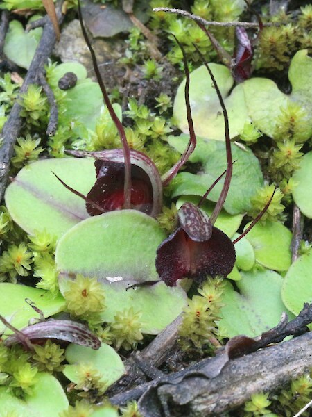 Corybas macranthus