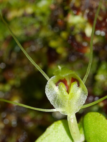 Corybas papa