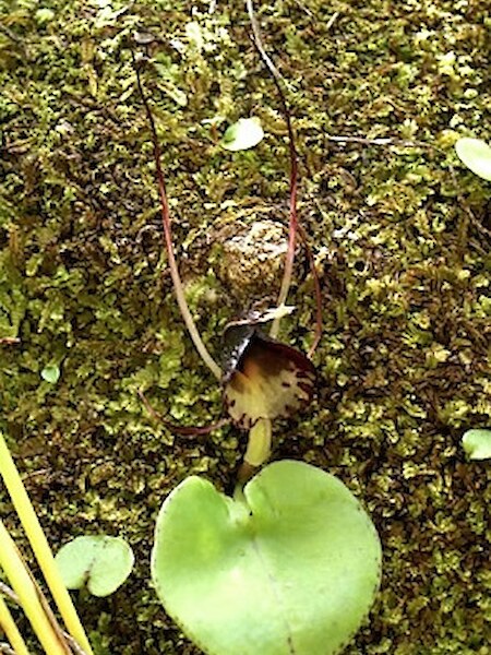 Corybas papillosus