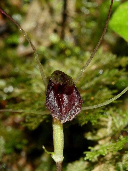 Corybas rivularis