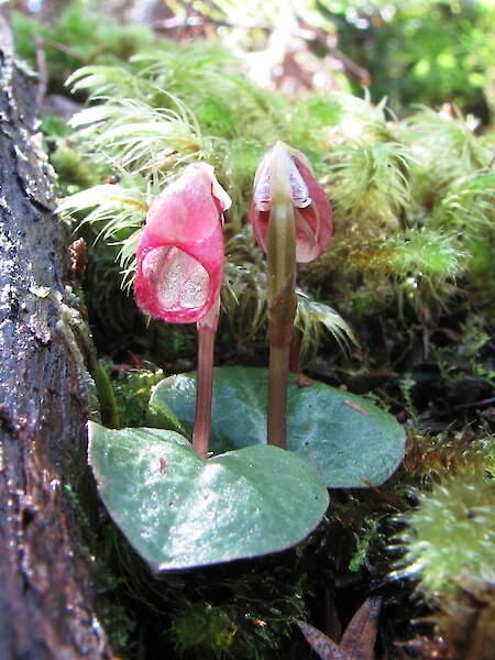 Corybas rotundifolius