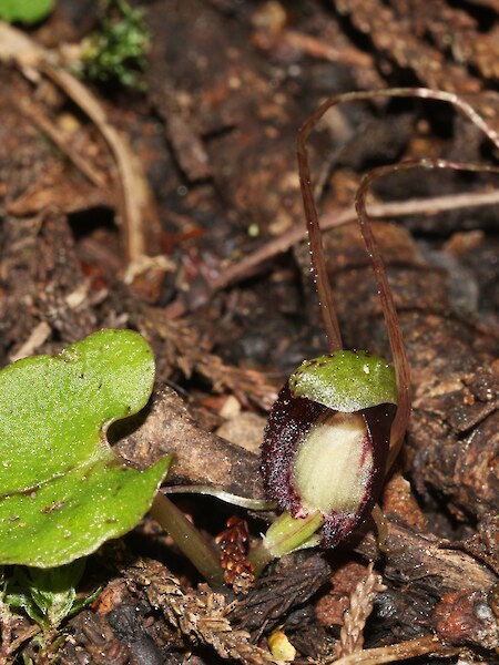 Corybas sanctigeorgianus