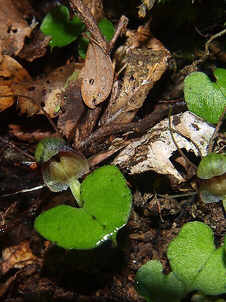 Corybas vitreus