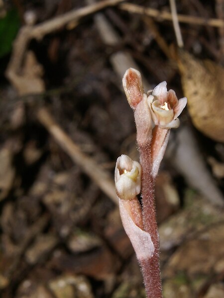 Danhatchia australis