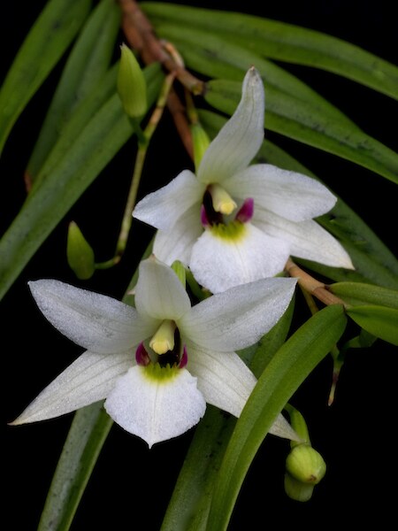 Dendrobium cunninghamii