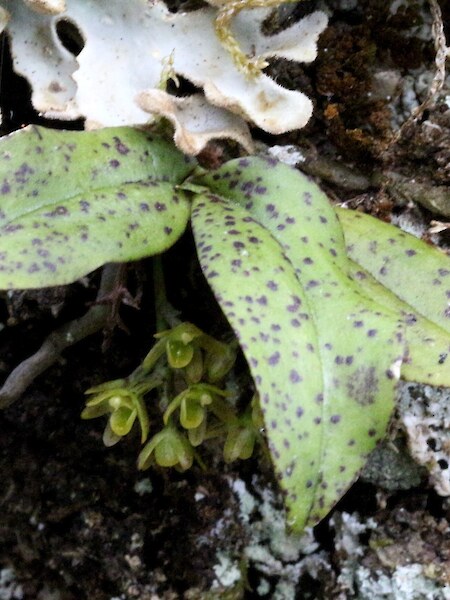 Drymoanthus flavus