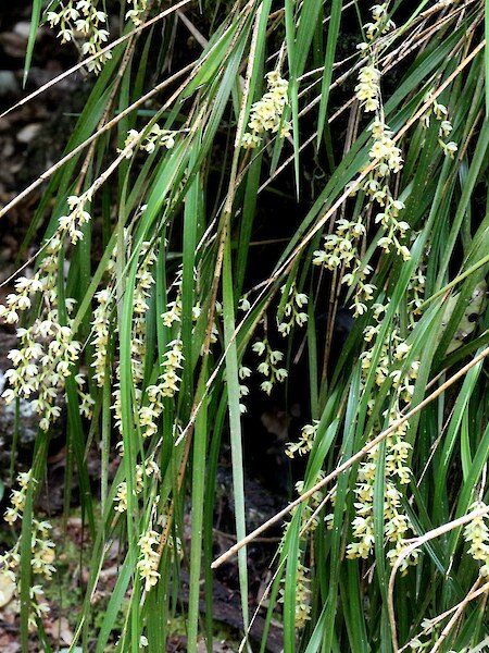 Earina mucronata