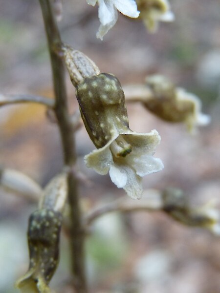 Gastrodia cunninghamii