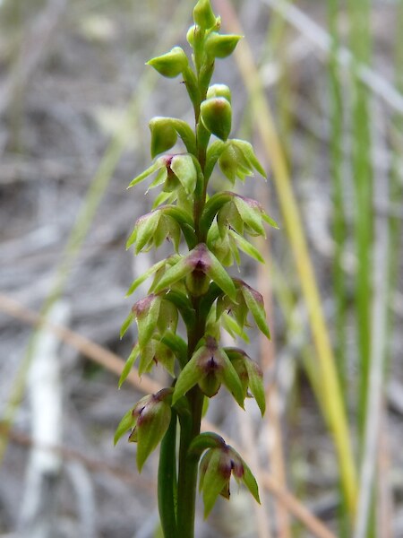 Genoplesium pumilum