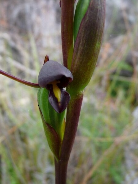 Orthoceras novae-zeelandiae