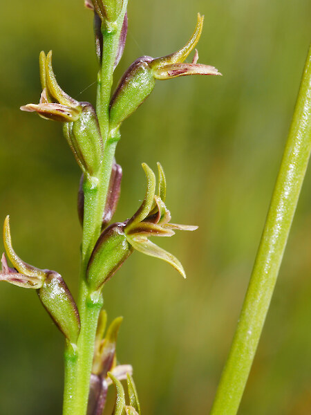 Prasophyllum elegantissimum