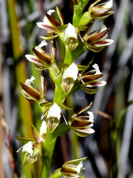 Prasophyllum hectorii