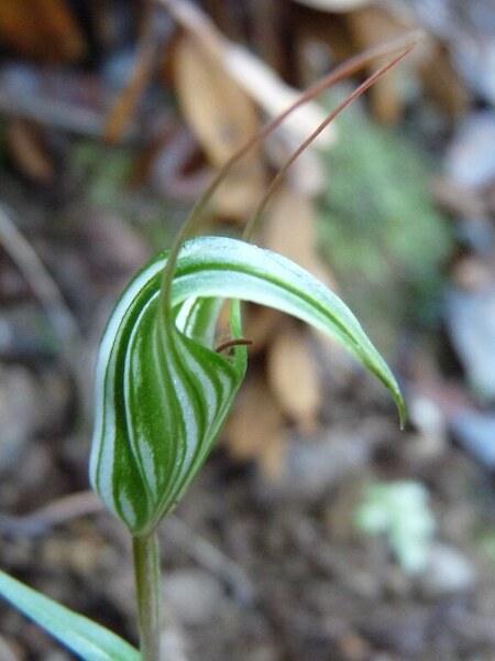 Pterostylis alobula