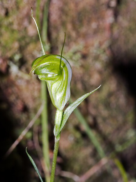 Pterostylis alveata