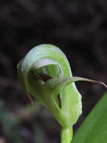 Pterostylis areolata