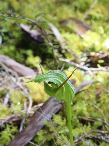 Pterostylis australis