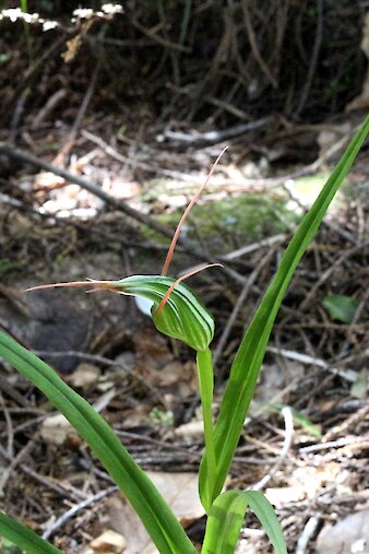 Pterostylis banksii