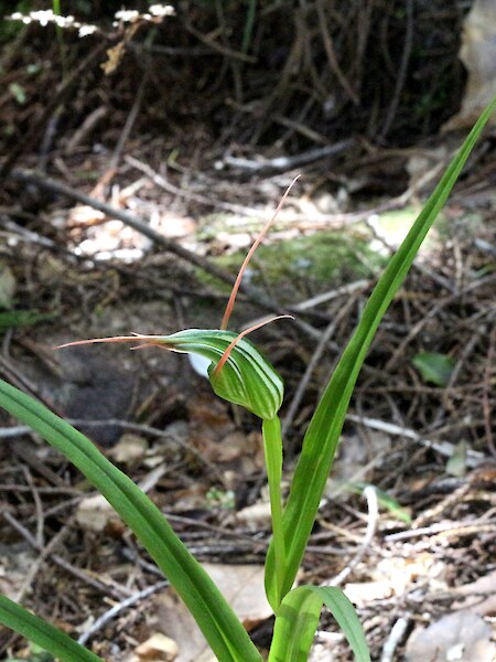 Pterostylis banksii