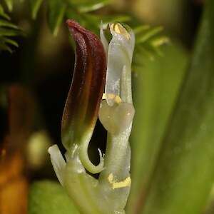 Modified flower showing distinctive heart shaped stigma. Waihaha Hut Track, Pureora, 7 November 2017. Photo: Robbie Graham