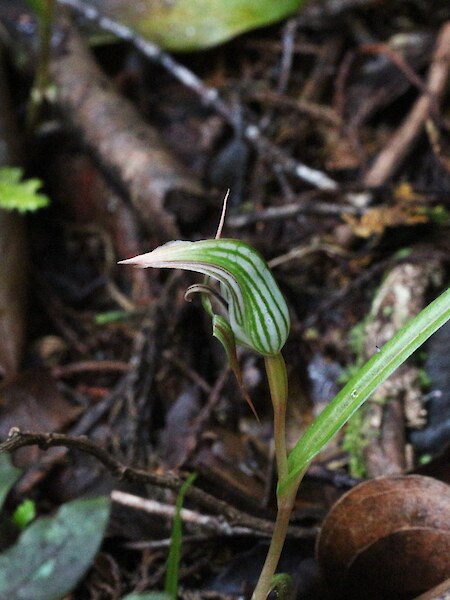 Pterostylis irsoniana