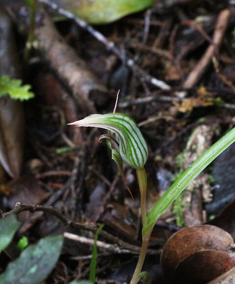 Okuku Scenic Reserve 28 November 2022. Photo: Bill Campbell