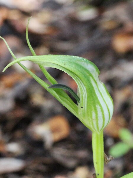 Pterostylis irwinii