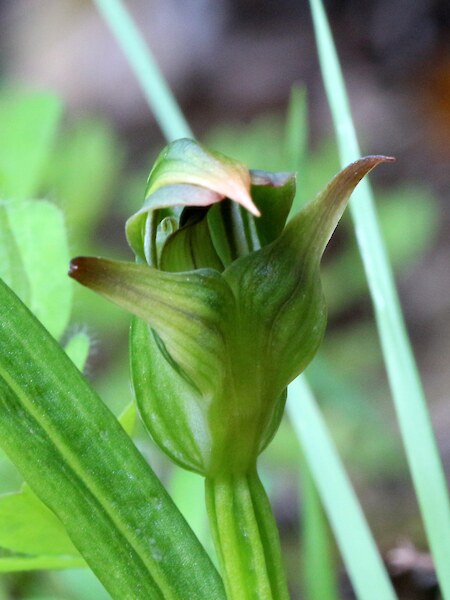 Pterostylis montana