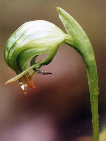 Pterostylis nutans