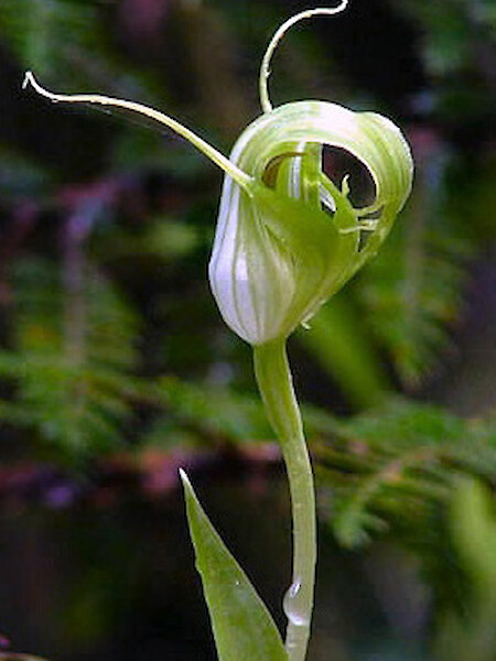 Pterostylis oliveri