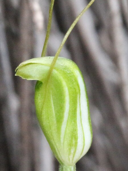 Pterostylis puberula